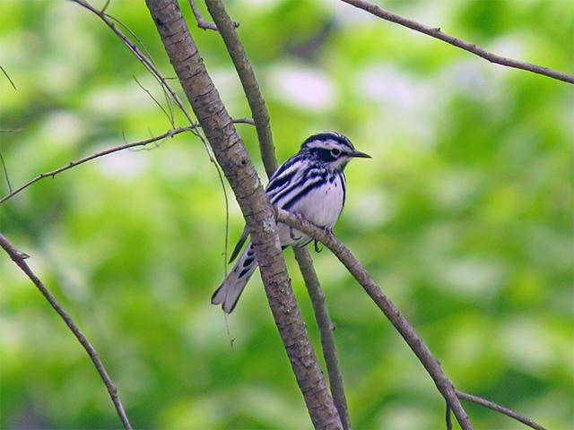 Black-and-White Warbler Photo by Ventures Birding